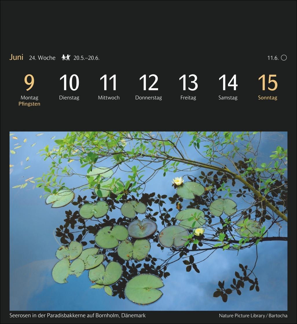 Bild: 9783840035111 | Magic Nature Postkartenkalender Kalender 2025 - Kalender mit 53...