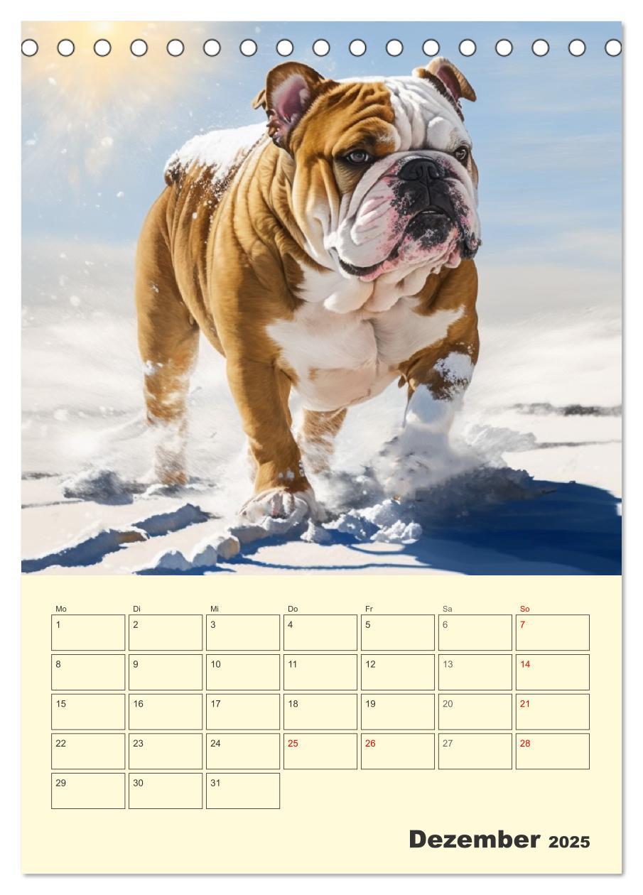 Bild: 9783435876600 | English Bulldogs. Fröhliche Dickköpfe mit Charakter (Tischkalender...