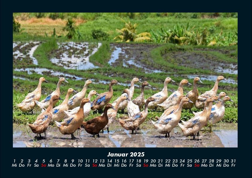 Bild: 9783755989561 | Enten 2025 Fotokalender DIN A4 | Tobias Becker | Kalender | Kalender