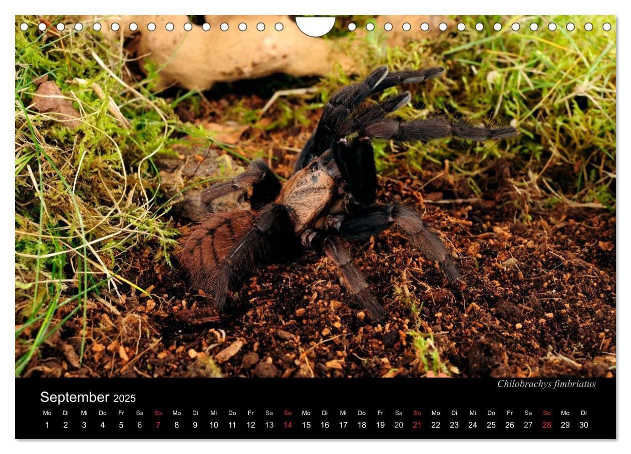 Bild: 9783435776313 | Vogelspinnen - Tarantulas (Wandkalender 2025 DIN A4 quer), CALVENDO...