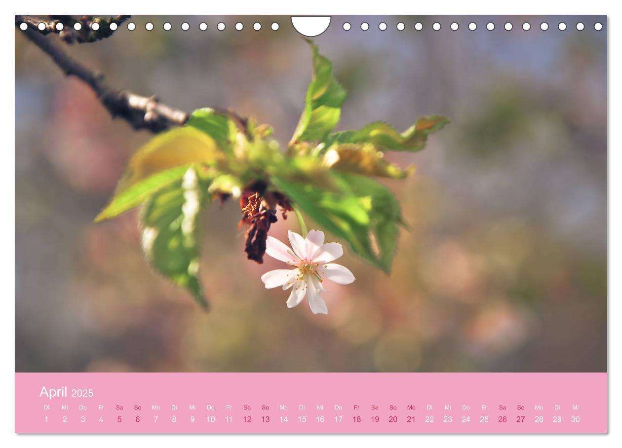 Bild: 9783435403165 | Zarte Kirschblüten - Berauschende Gedankendüfte (Wandkalender 2025...