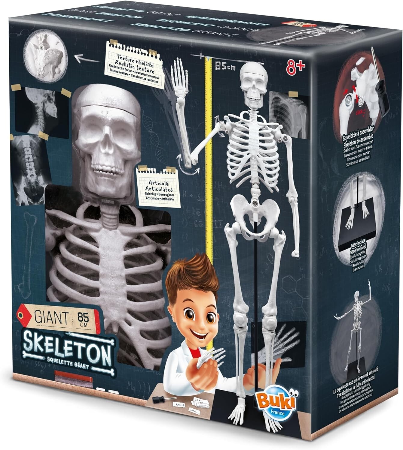 Cover: 3700802104919 | BUKI France 2181 - Skeleton, Riesen Skelett 85 cm | Englisch | 2024