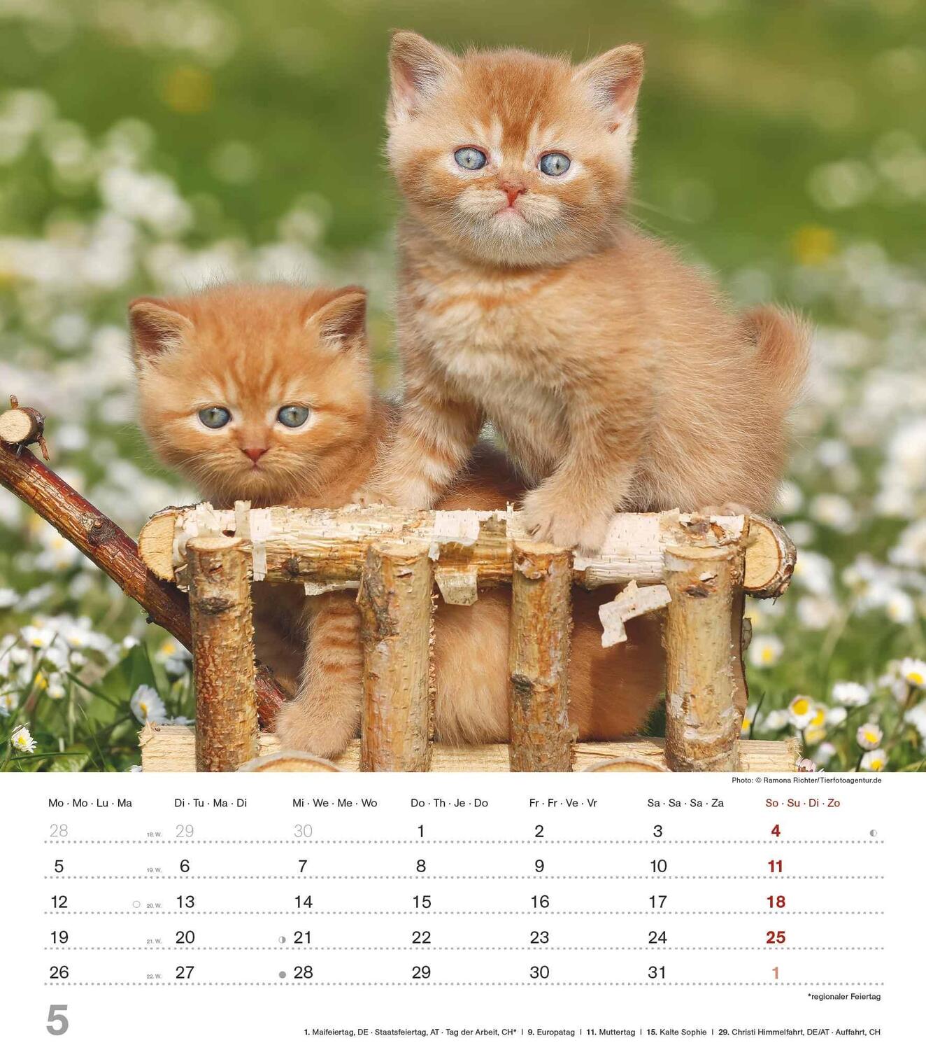 Bild: 4251732342159 | Niedliche Katzenkinder 2025 - Wand-Kalender - Tier-Kalender - 30x34