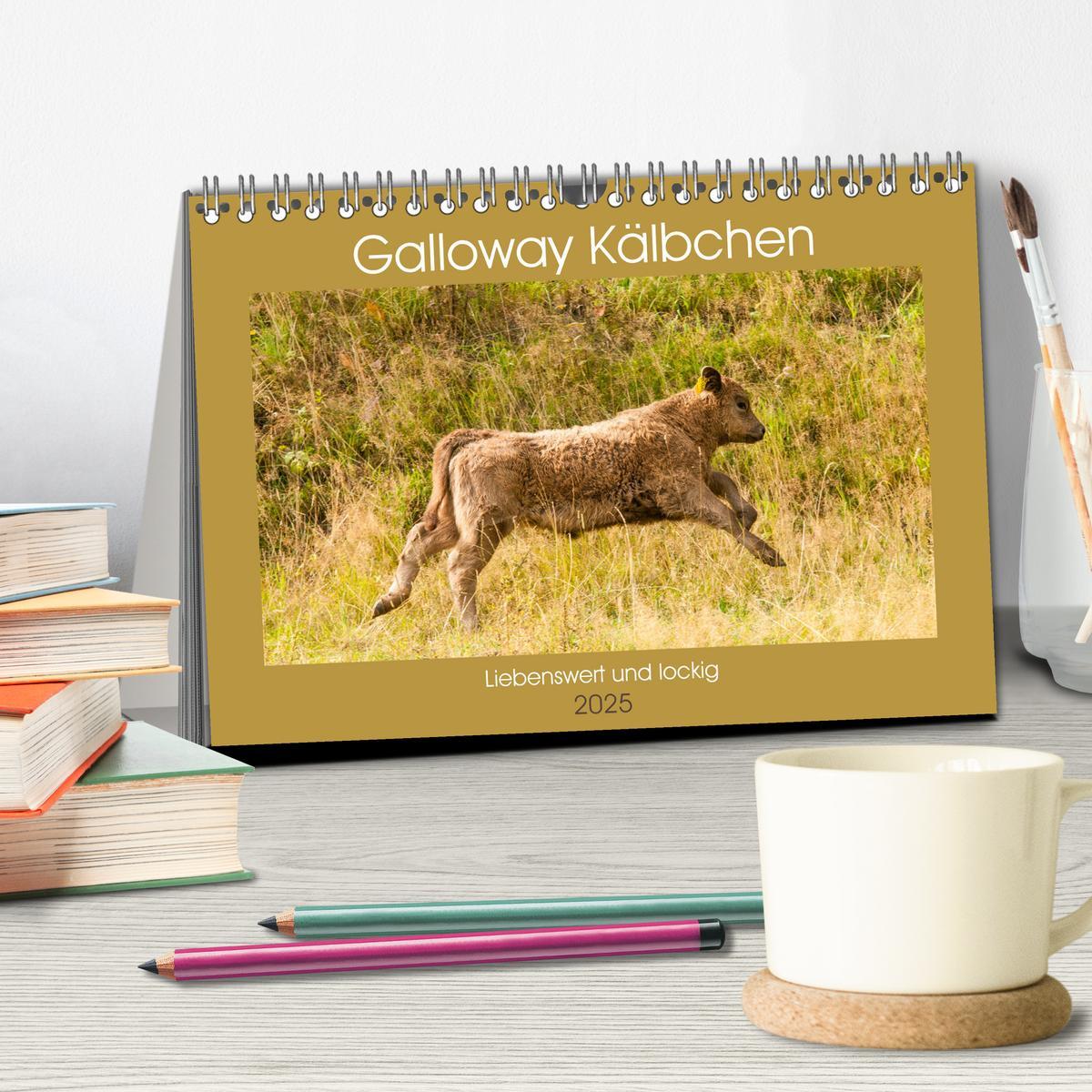 Bild: 9783435189663 | Galloway Kälbchen - Liebenswert und lockig (Tischkalender 2025 DIN...