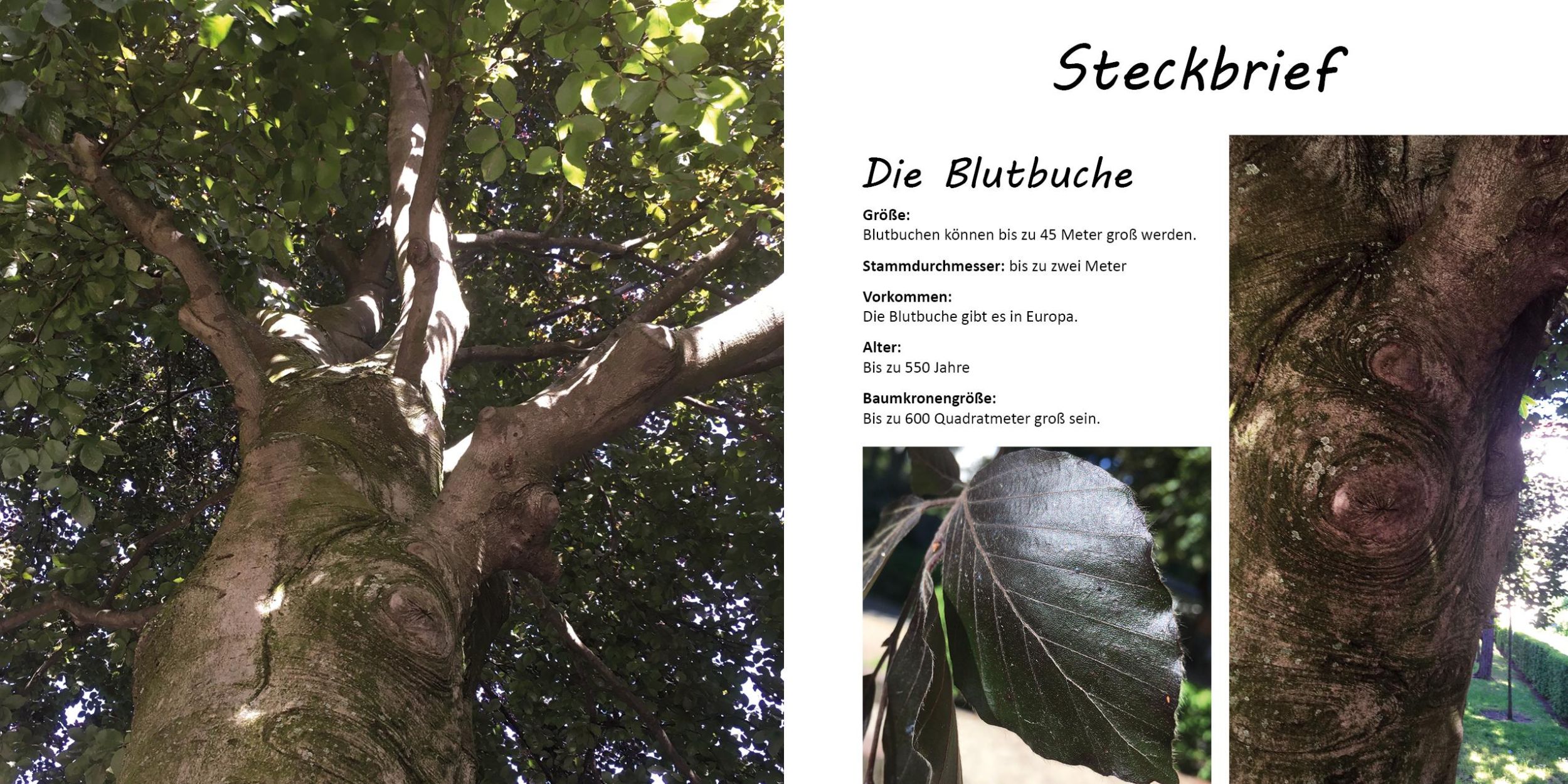 Bild: 9783960744597 | Mein Freund, der Baum | Die Geschichte der Blutbuche Baumi | Ziller