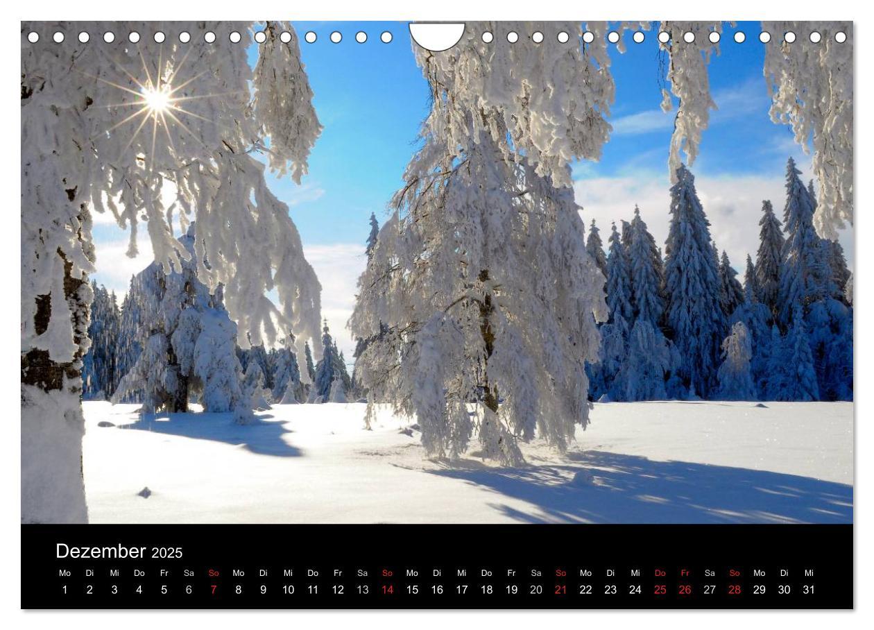 Bild: 9783435783595 | Bäume 2025 (Wandkalender 2025 DIN A4 quer), CALVENDO Monatskalender