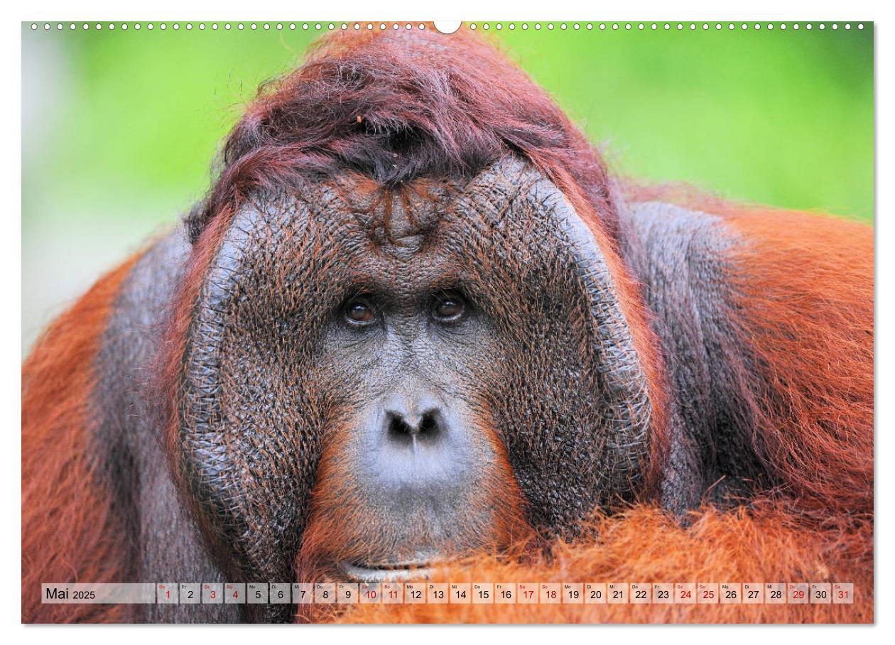 Bild: 9783435227280 | Orang Utans: Zu Besuch im Regenwald (Wandkalender 2025 DIN A2...