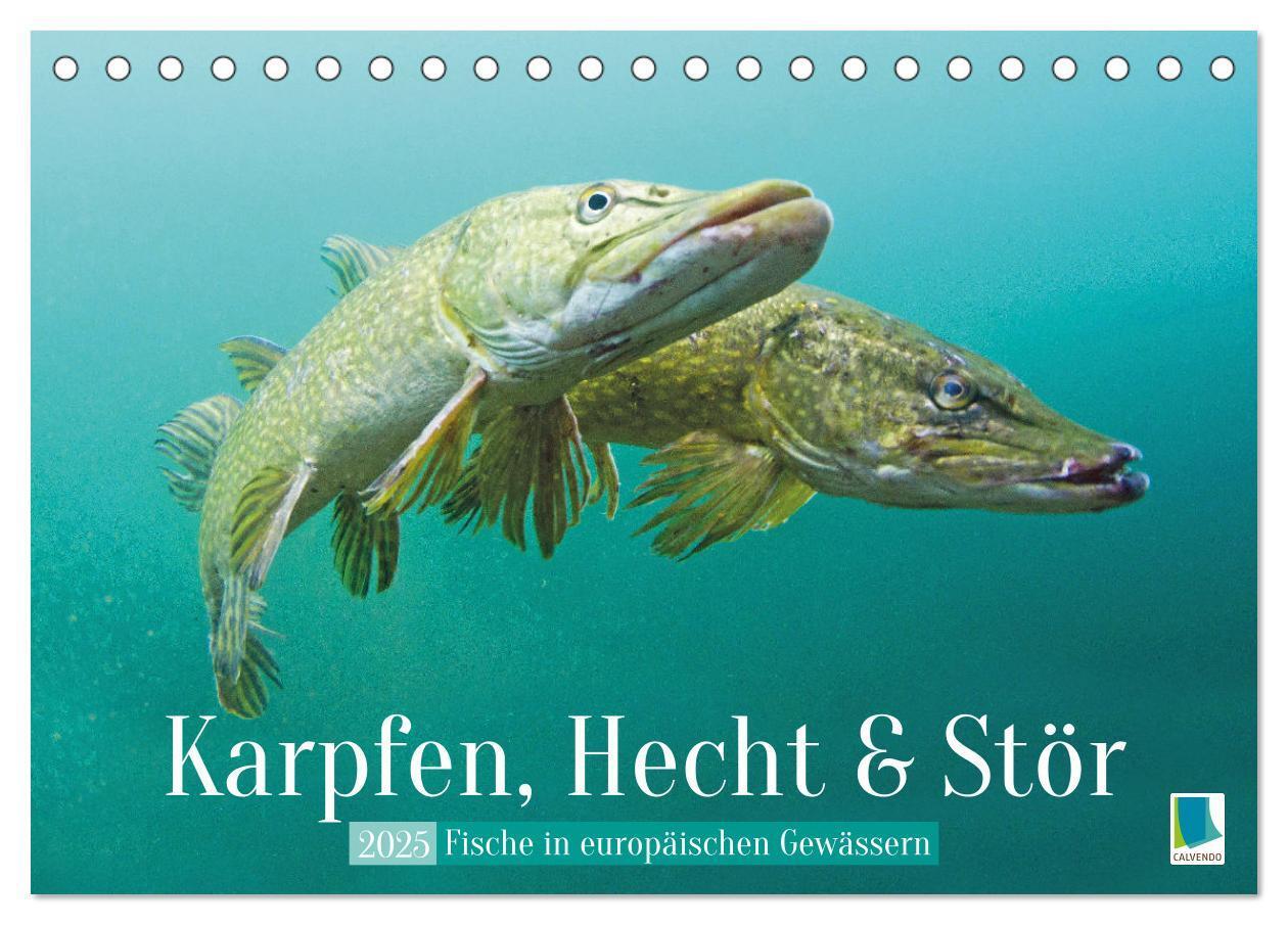 Cover: 9783457183120 | Karpfen, Hecht und Stör: Fische in europäischen Gewässern...