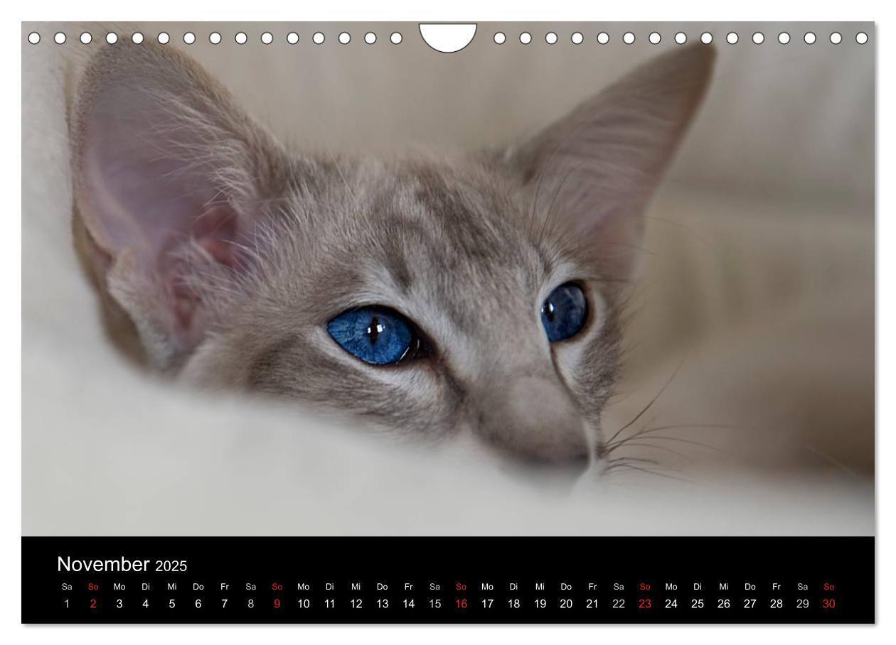 Bild: 9783435730070 | Orientalische Katzen (Wandkalender 2025 DIN A4 quer), CALVENDO...