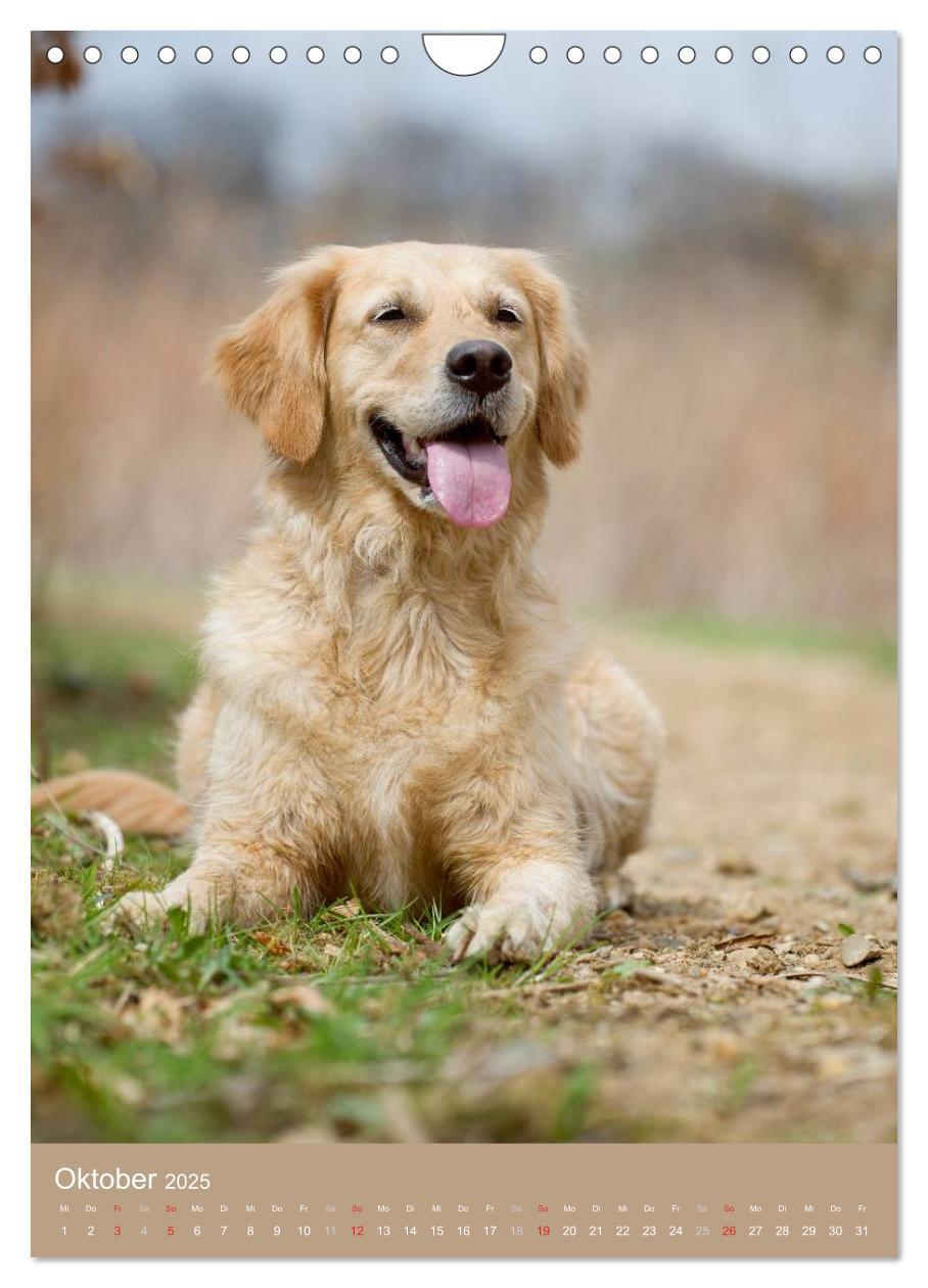 Bild: 9783457065129 | Golden Retriever (Wandkalender 2025 DIN A4 hoch), CALVENDO...