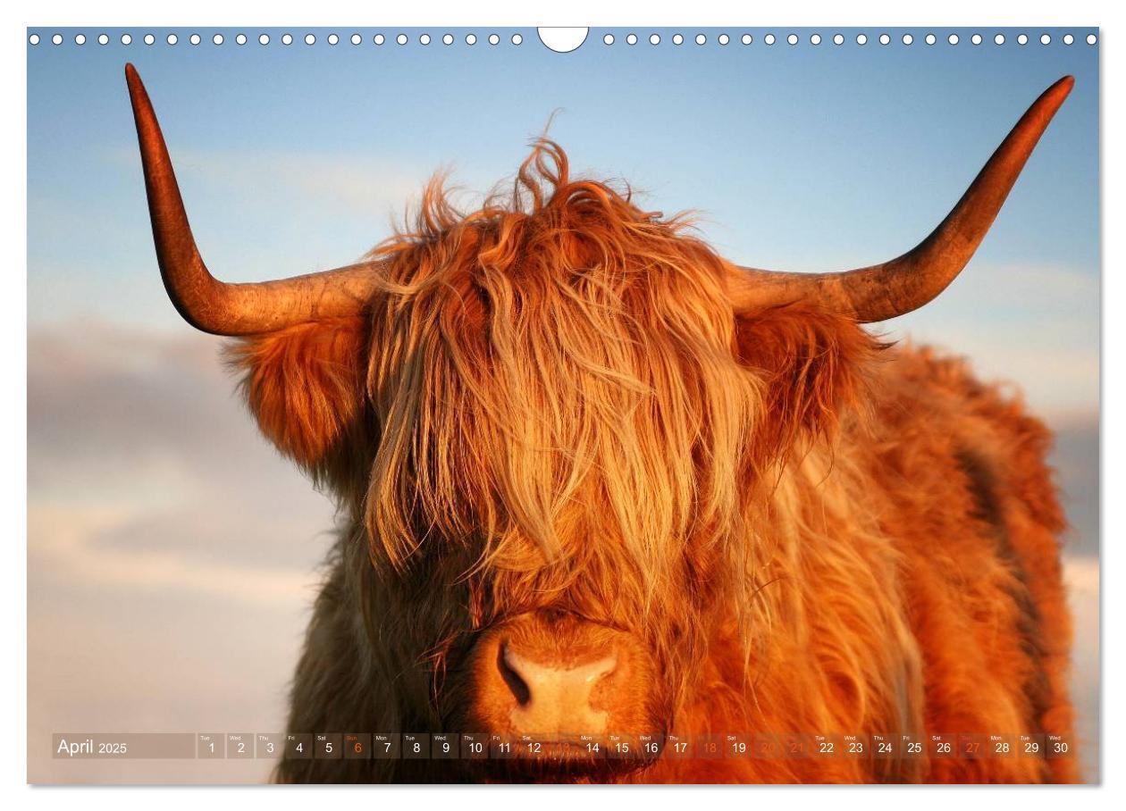 Bild: 9781325994229 | Highland Cattle - Native Breed of Scotland (Wall Calendar 2025 DIN...