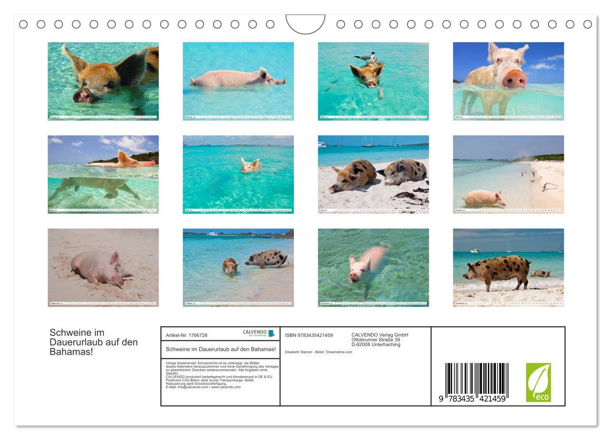 Bild: 9783435421459 | Schweine im Dauerurlaub auf den Bahamas! (Wandkalender 2025 DIN A4...