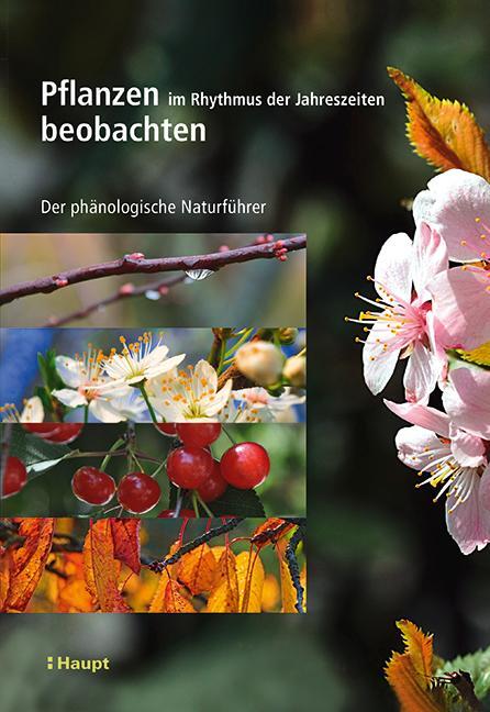 Cover: 9783258081700 | Pflanzen im Rhythmus der Jahreszeiten beobachten | Badeau (u. a.)