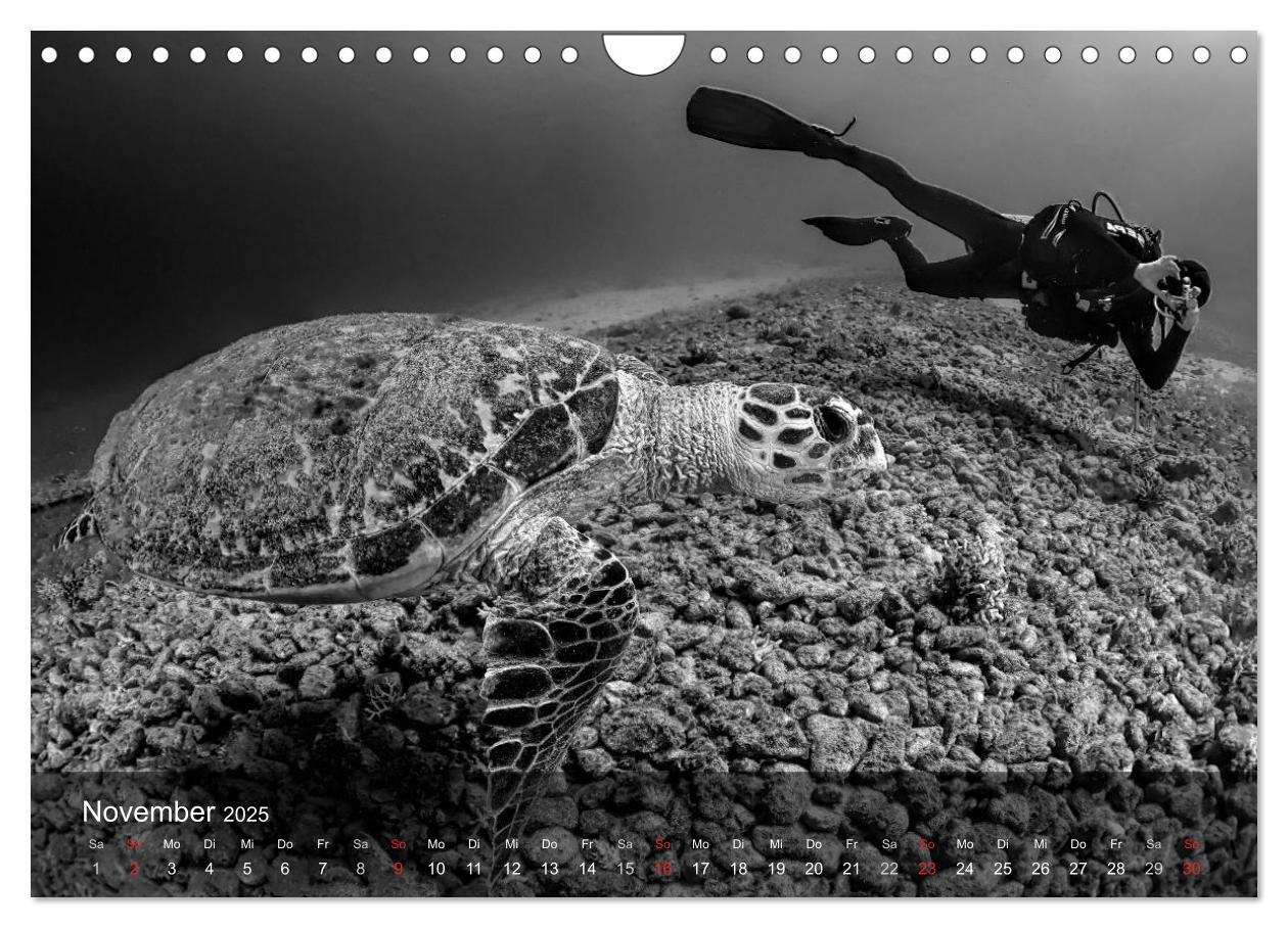 Bild: 9783435597680 | Schildkröten des Ozeans (Wandkalender 2025 DIN A4 quer), CALVENDO...