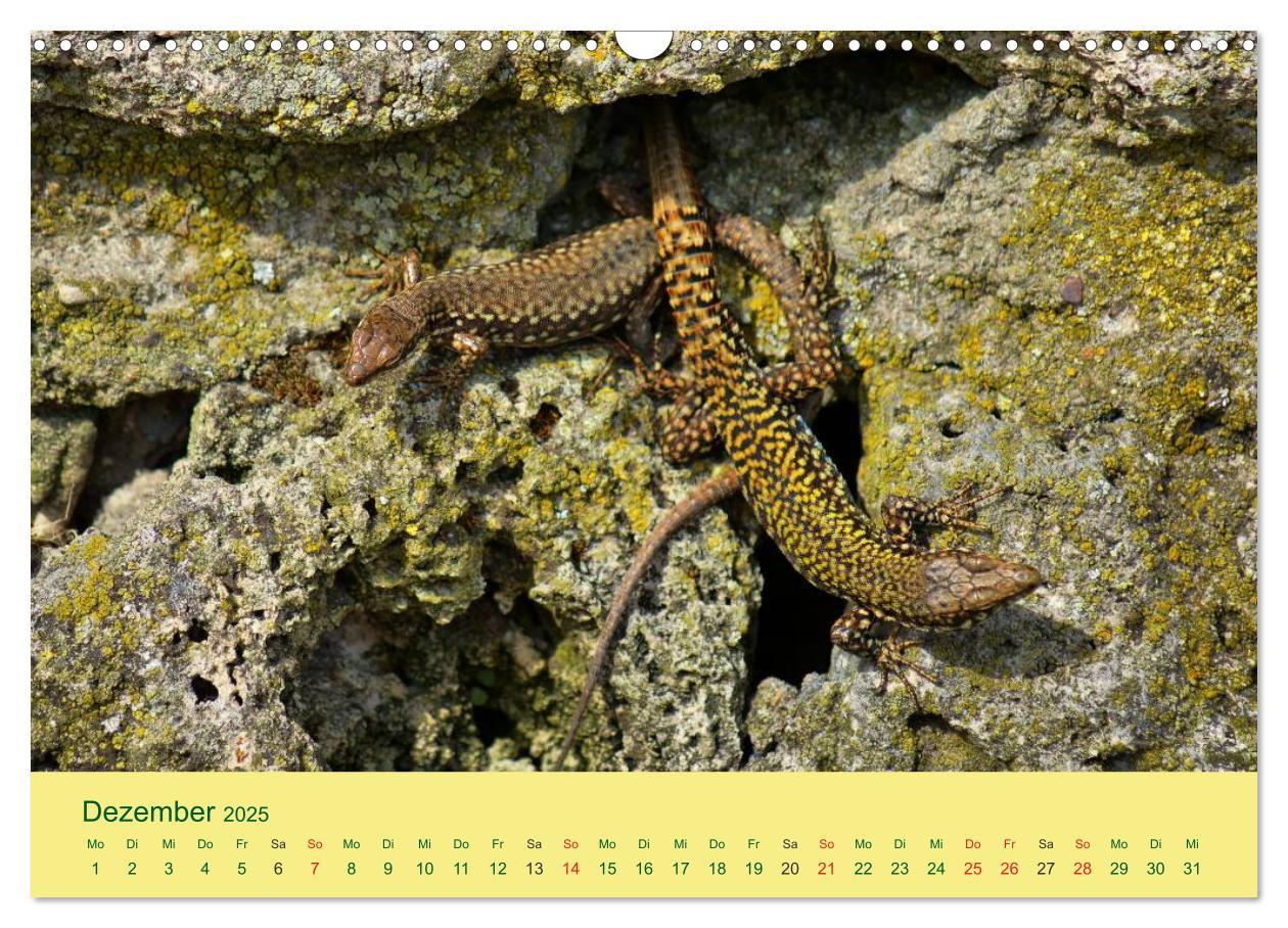 Bild: 9783435508822 | Flinke Eidechsen (Wandkalender 2025 DIN A3 quer), CALVENDO...