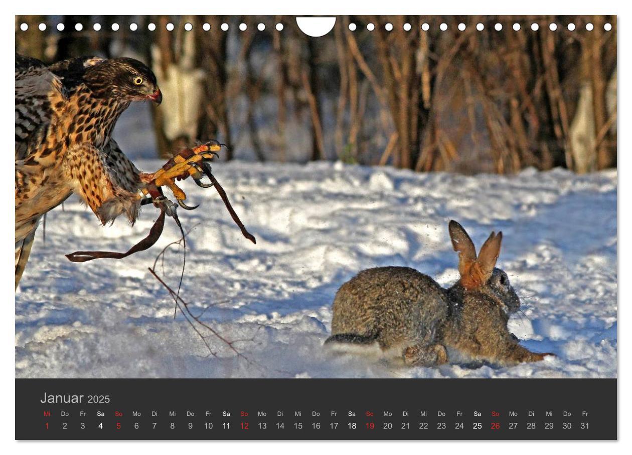 Bild: 9783435835287 | Die Beizjagd (Wandkalender 2025 DIN A4 quer), CALVENDO Monatskalender