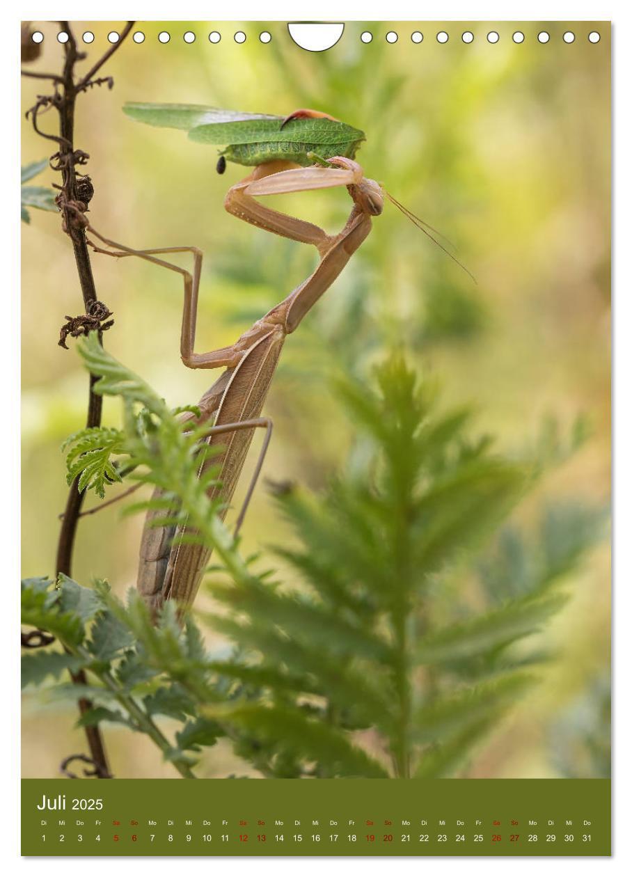 Bild: 9783435984558 | Die Gottesanbeterin. Räuber der Insektenwelt. (Wandkalender 2025...