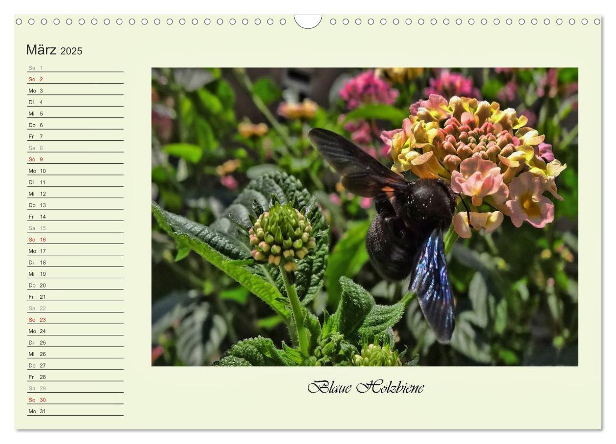 Bild: 9783435521821 | Blaue Holzbiene ¿ Hummel ¿ und Taubenschwänzchen. (Wandkalender...