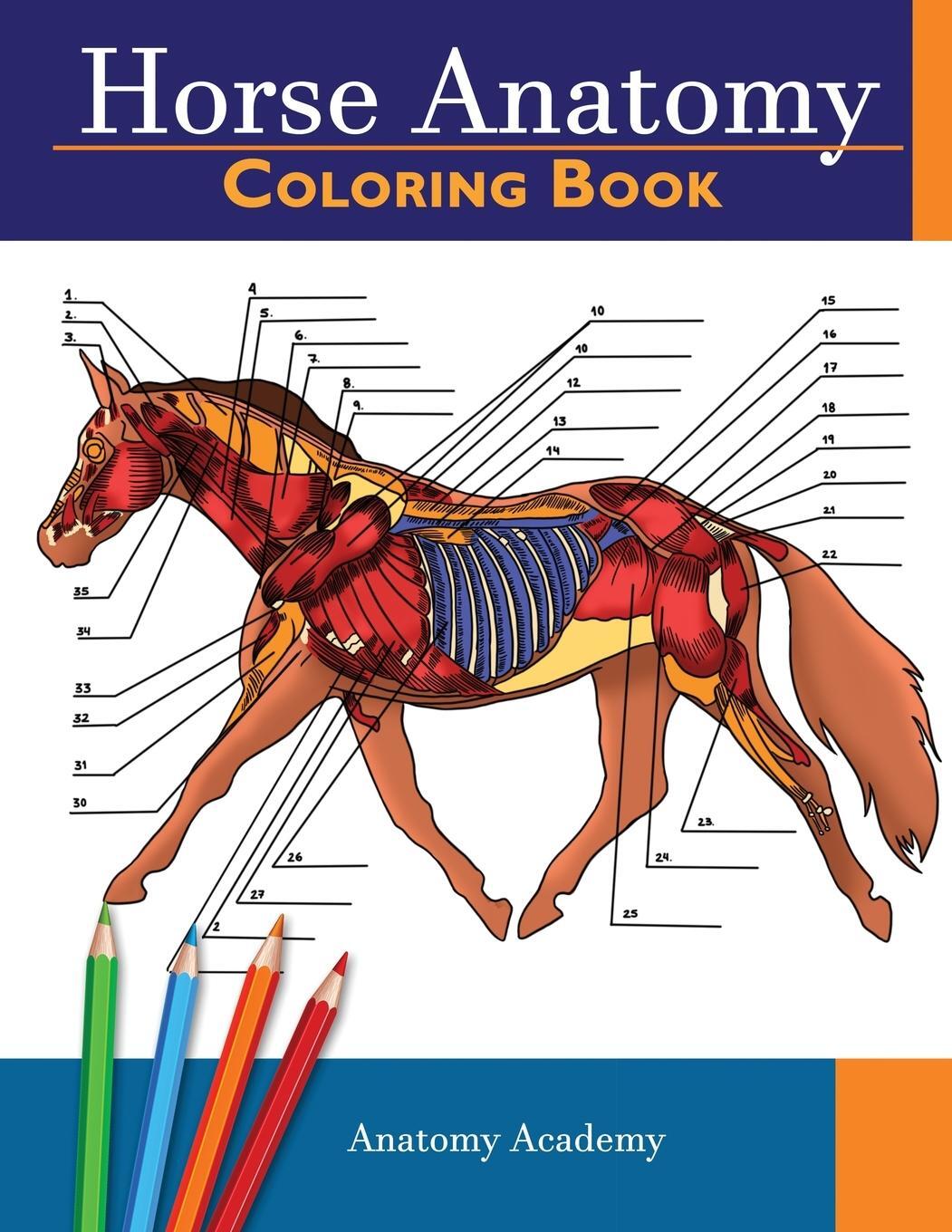 Cover: 9781914207068 | Horse Anatomy Coloring Book | Anatomy Academy | Taschenbuch | Englisch