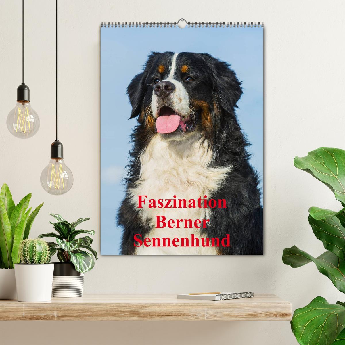 Bild: 9783457055731 | Faszination Berner Sennenhund (Wandkalender 2025 DIN A2 hoch),...