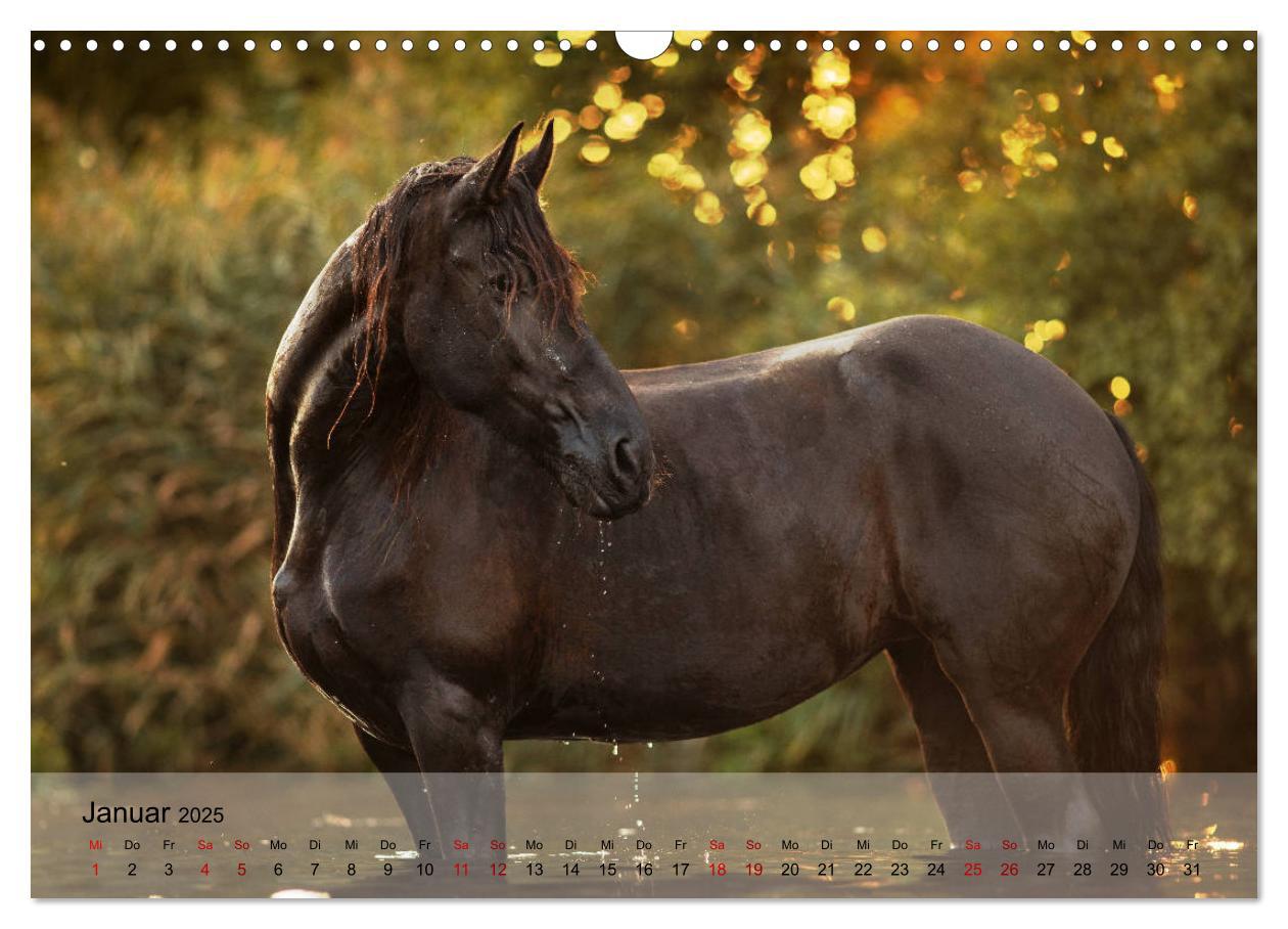 Bild: 9783435289325 | Pferdezauber 2025 (Wandkalender 2025 DIN A3 quer), CALVENDO...