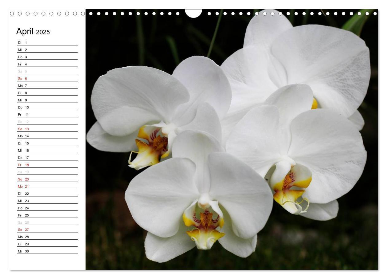 Bild: 9783435553303 | Blütenzauber Orchideen (Wandkalender 2025 DIN A3 quer), CALVENDO...