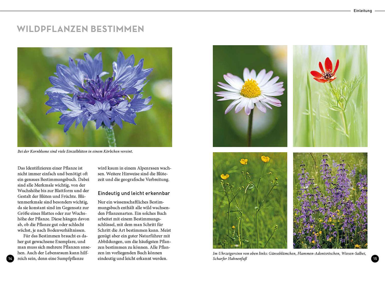 Bild: 9783440175866 | Lieblingsblumen | Ewald Weber | Taschenbuch | 128 S. | Deutsch | 2023