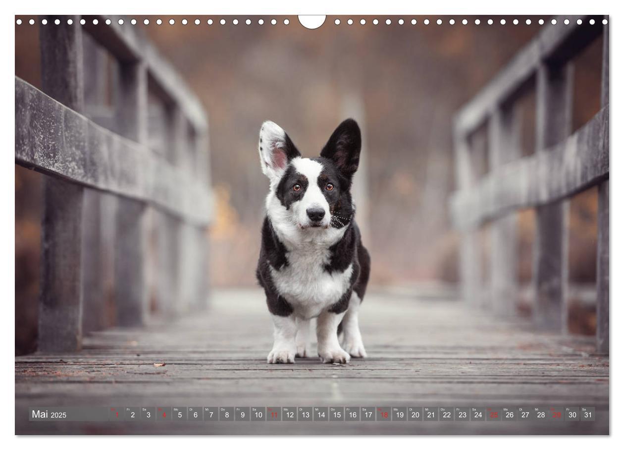 Bild: 9783435118502 | Welsh Corgi - Der Kobold unter den Hunden (Wandkalender 2025 DIN A3...