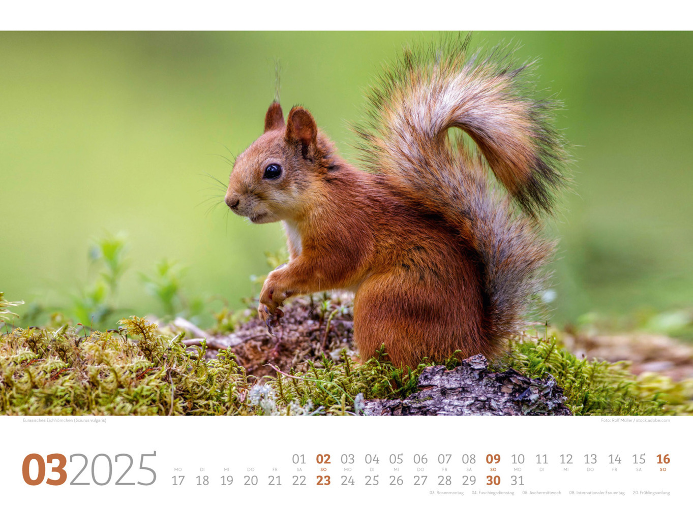 Bild: 9783838425825 | Tierwelt Wald Kalender 2025 | Ackermann Kunstverlag | Kalender | 14 S.