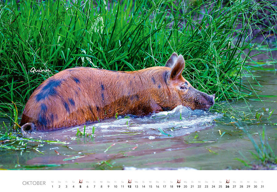 Bild: 9783966648332 | Schweine Kalender 2025 | Der Tierkalender mit den charmanten Namen