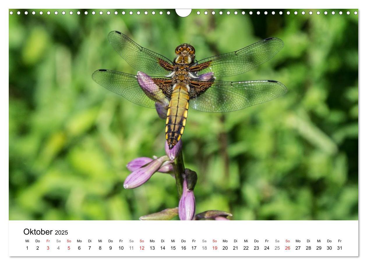 Bild: 9783435466269 | Paradies Naturgarten (Wandkalender 2025 DIN A3 quer), CALVENDO...