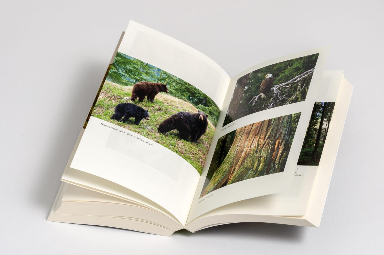 Bild: 9783442773923 | Die Weisheit der Wälder | Suzanne Simard | Taschenbuch | 544 S. | 2024