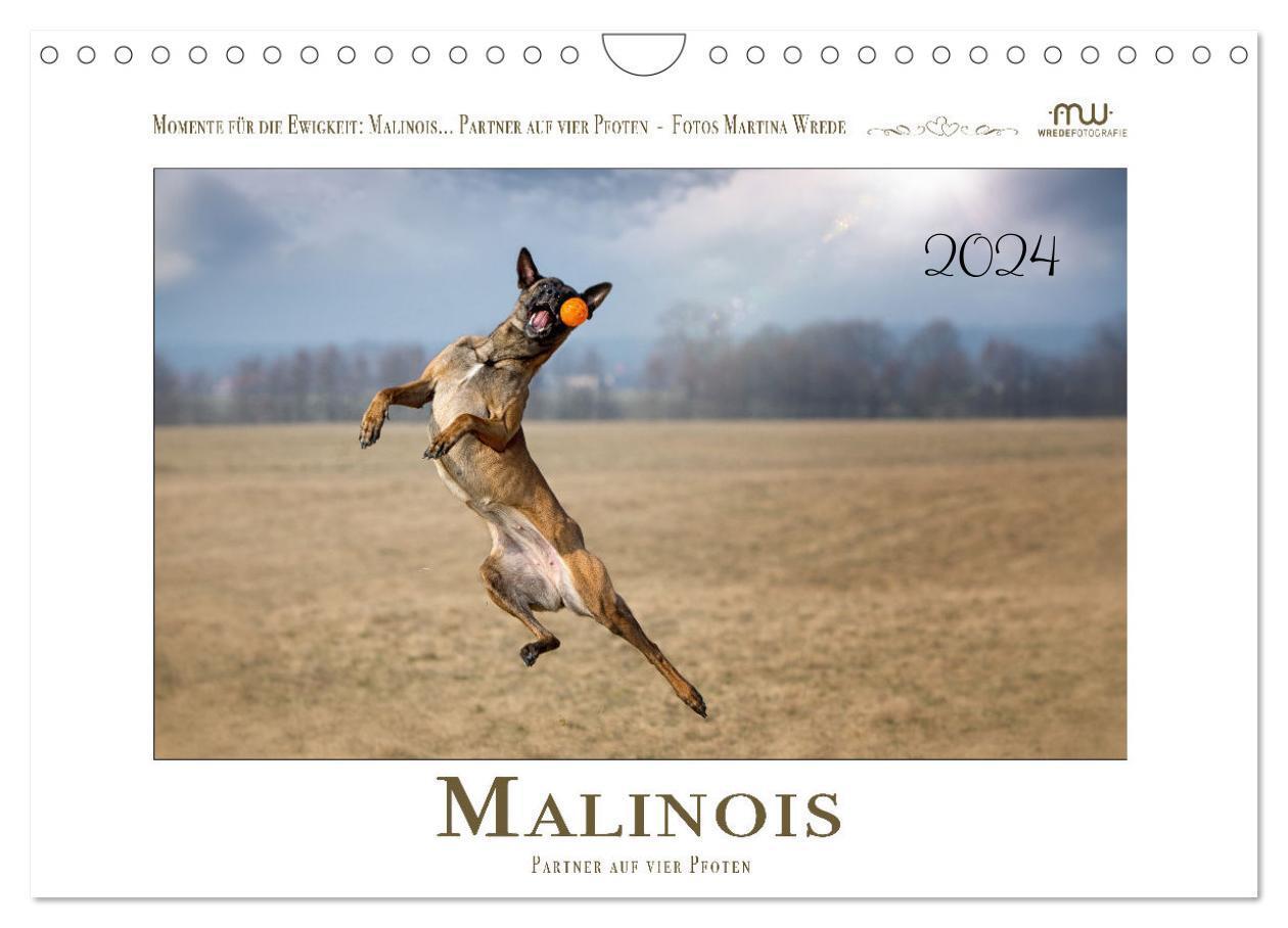 Cover: 9783675415621 | Malinois - Partner auf vier Pfoten (Wandkalender 2024 DIN A4 quer),...