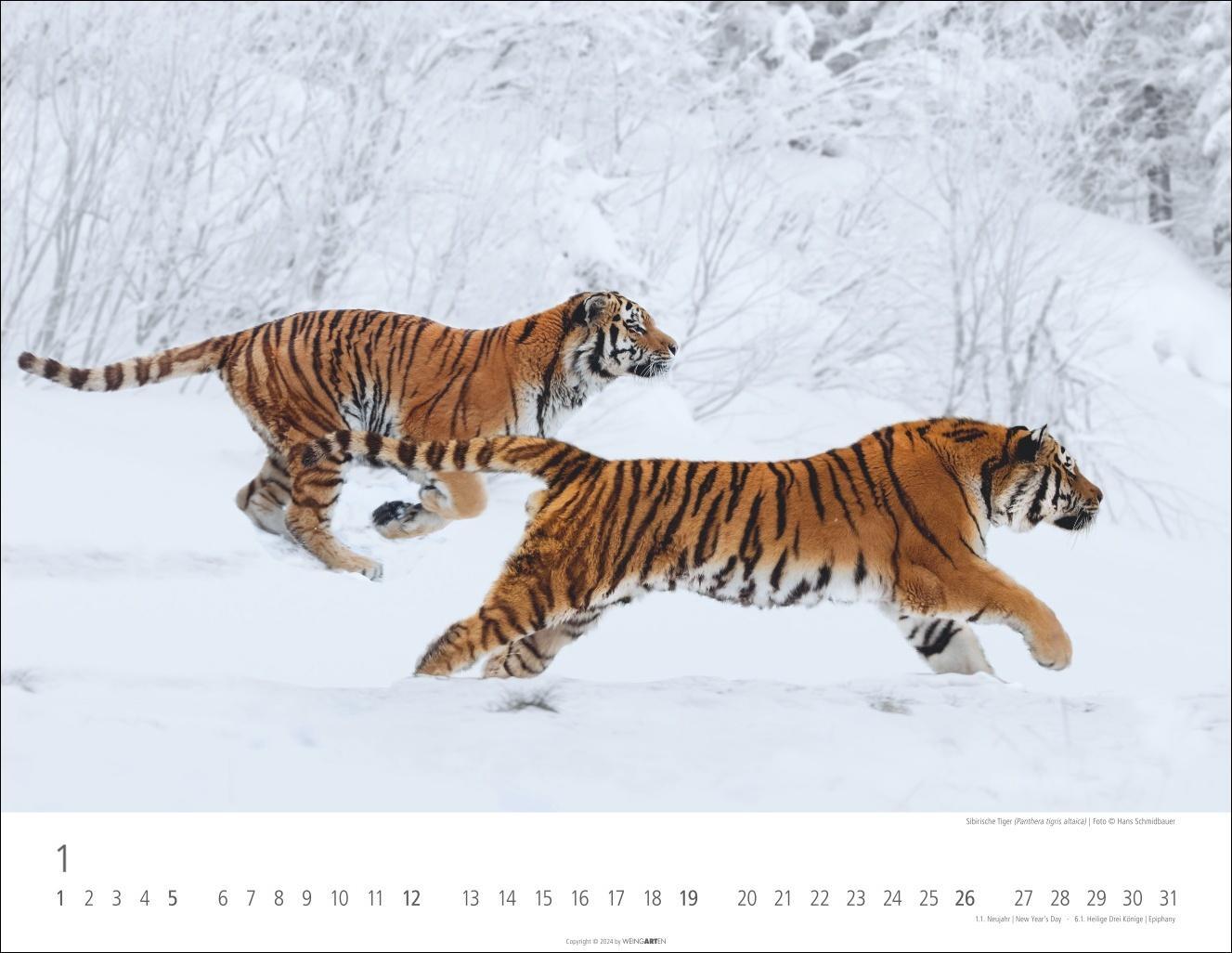 Bild: 9783839900413 | Tiger Kalender 2025 | Kalender | Spiralbindung | 14 S. | Deutsch