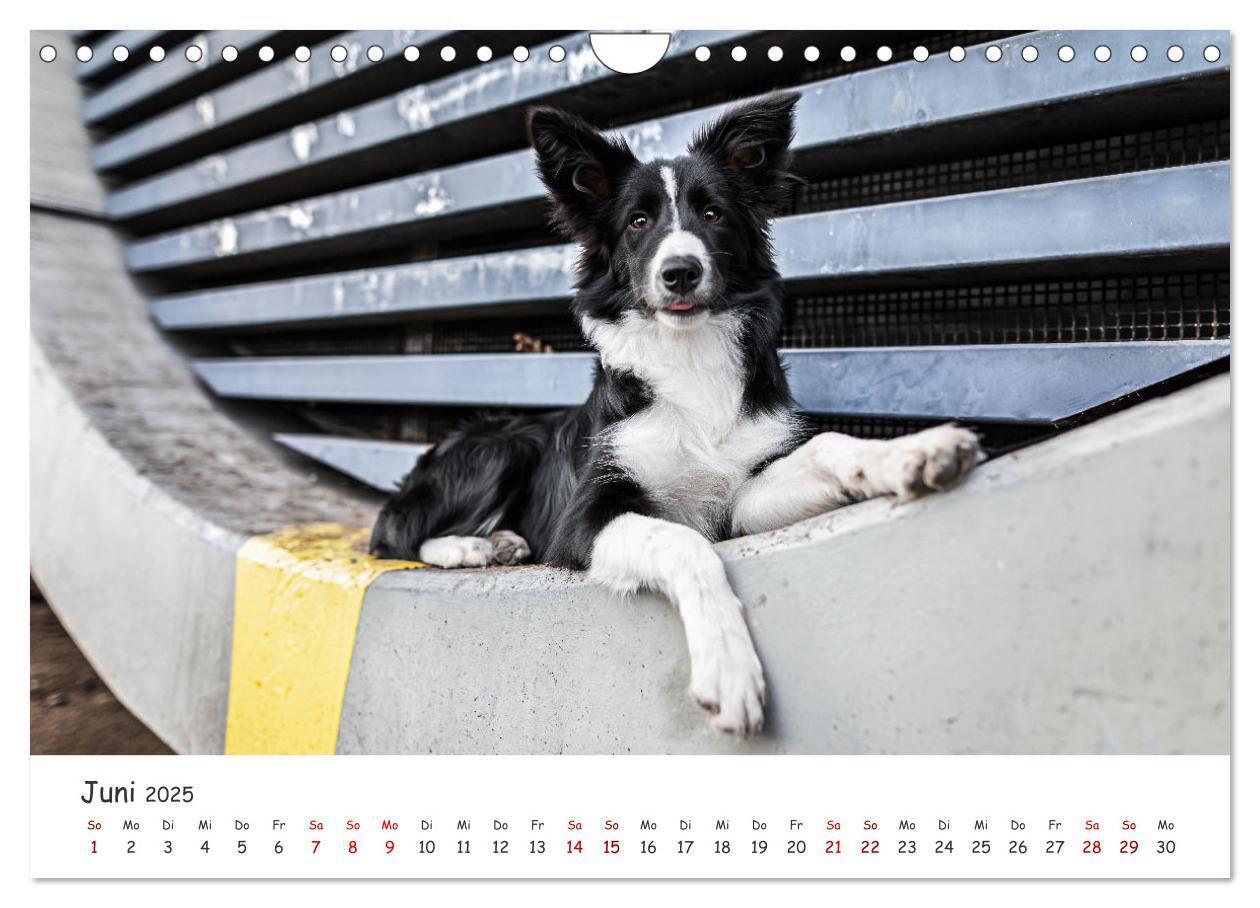 Bild: 9783457183526 | Berlin City Dogs - Berliner Hunde (Wandkalender 2025 DIN A4 quer),...