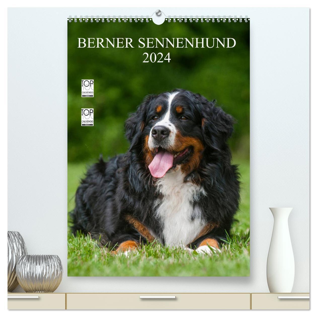 Cover: 9783383549342 | Berner Sennenhund 2024 (hochwertiger Premium Wandkalender 2024 DIN...