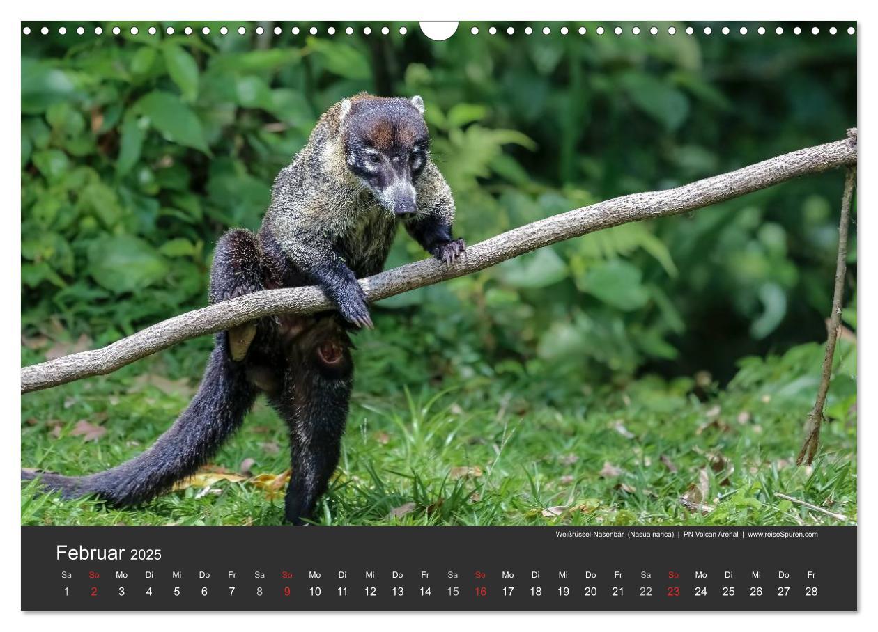 Bild: 9783435728053 | Costa Rica tierisch gut 2025 (Wandkalender 2025 DIN A3 quer),...