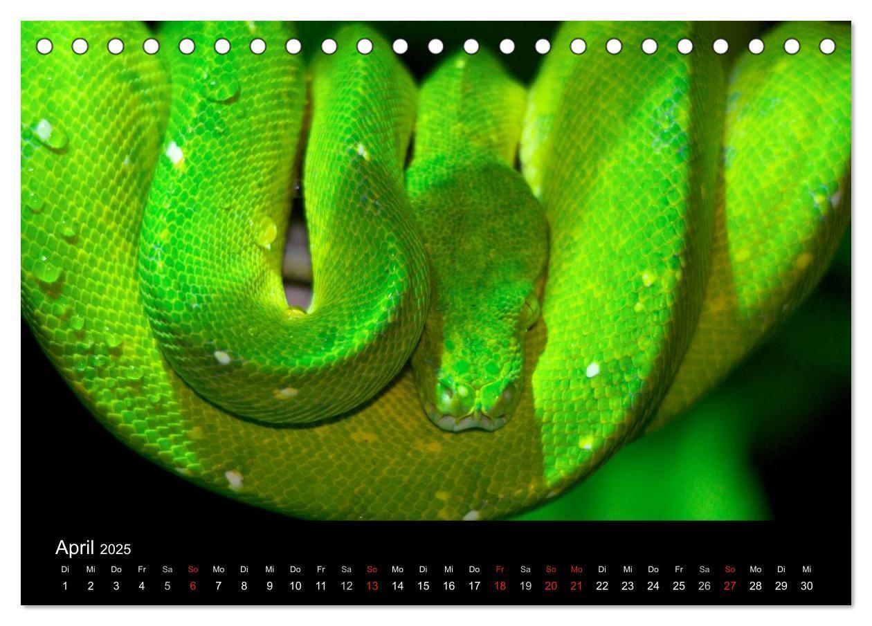 Bild: 9783435826315 | Reptilien &amp; Co. (Tischkalender 2025 DIN A5 quer), CALVENDO...