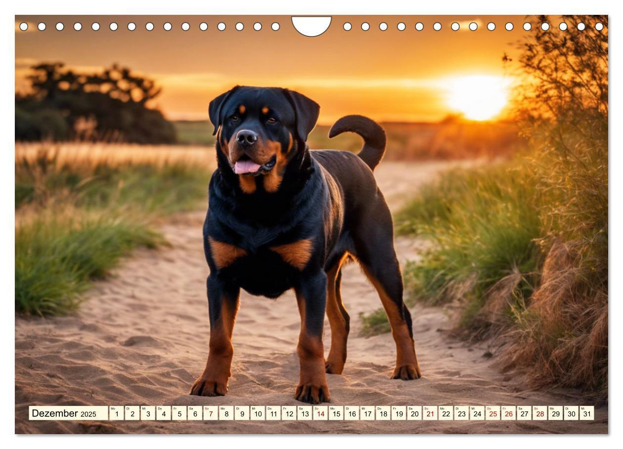 Bild: 9783457128633 | Rottweiler - die Beschützer (Wandkalender 2025 DIN A4 quer),...