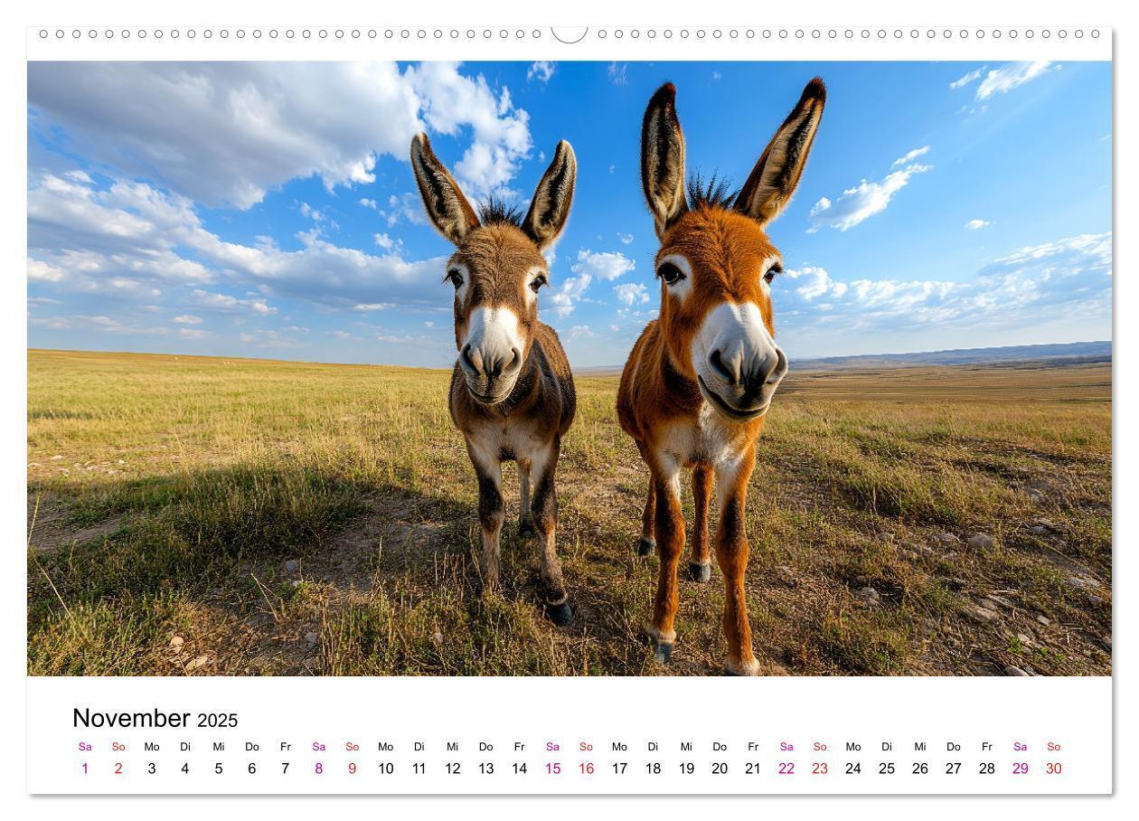 Bild: 9783457215272 | Esel - neugierige Typen (Wandkalender 2025 DIN A2 quer), CALVENDO...