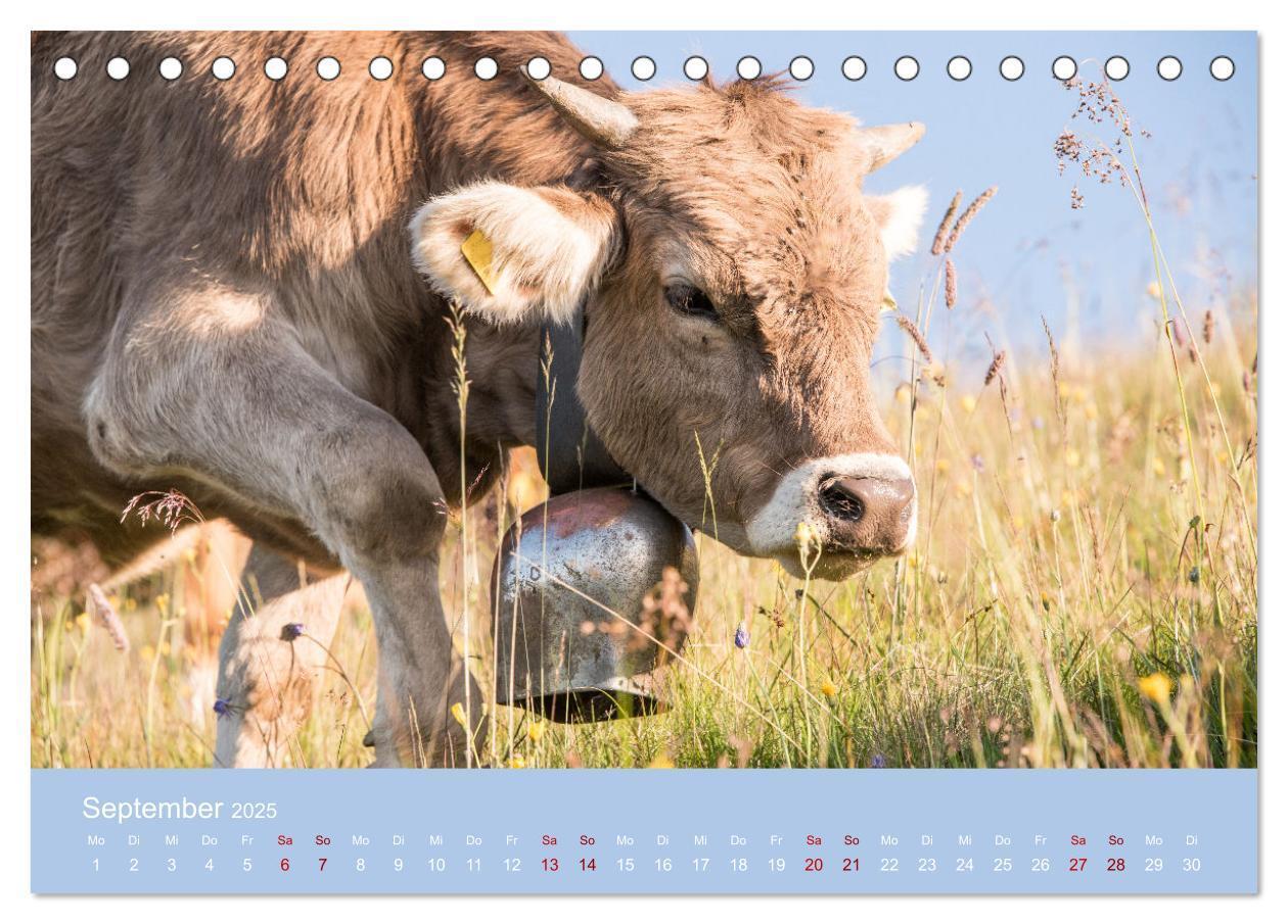 Bild: 9783383832192 | Allgäuer Rindvieh 2025 (Tischkalender 2025 DIN A5 quer), CALVENDO...