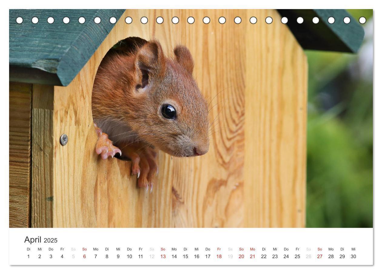 Bild: 9783435545780 | Eichhörnchen Kinder (Tischkalender 2025 DIN A5 quer), CALVENDO...