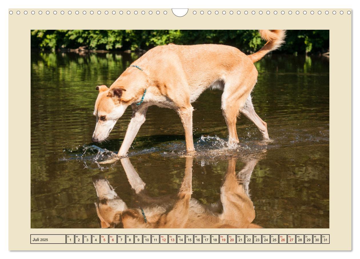 Bild: 9783383841927 | Mit dem Windhund unterwegs im zauberhaften Bergischen Land...