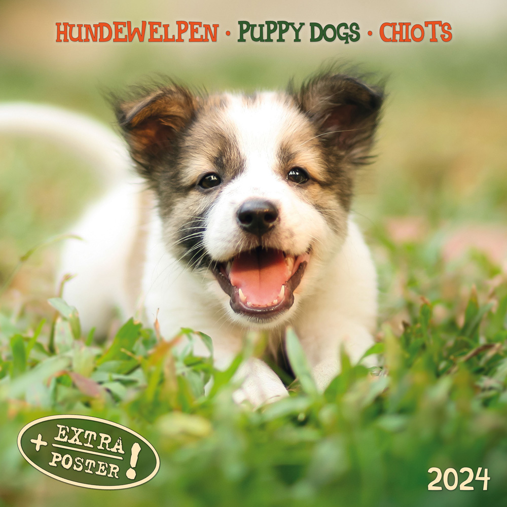 Cover: 9783959293273 | Puppy Dogs/Hundewelpen 2024 | Kalender 2024 | Kalender | Drahtheftung