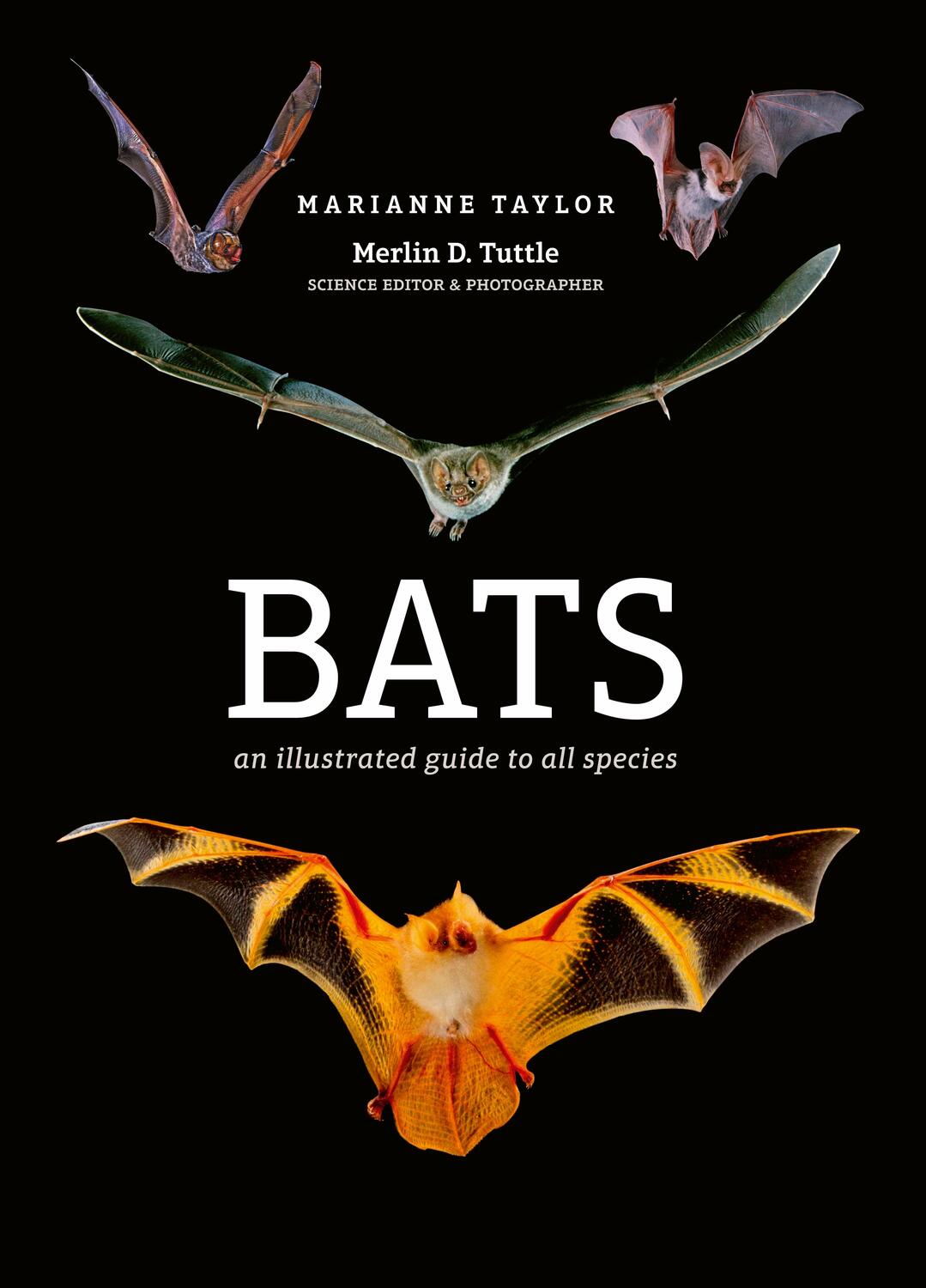 Cover: 9781782405573 | Bats | An illustrated guide to all species | Marianne Taylor | Buch