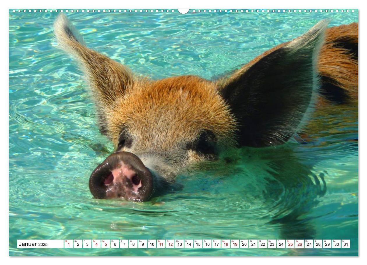 Bild: 9783435420759 | Schweine im Dauerurlaub auf den Bahamas! (Wandkalender 2025 DIN A2...