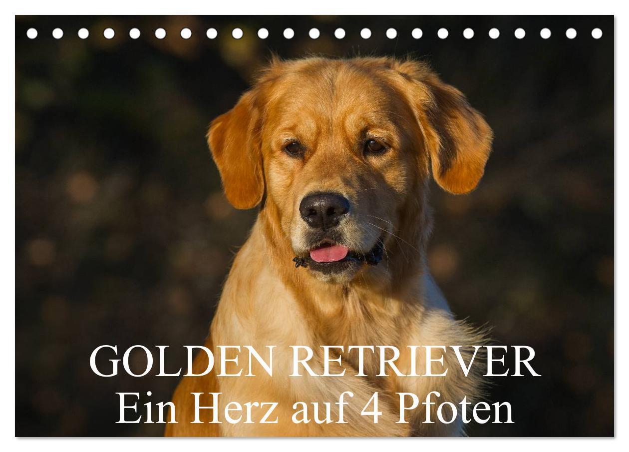 Cover: 9783383594540 | Golden Retriever - Ein Herz auf 4 Pfoten (Tischkalender 2024 DIN A5...