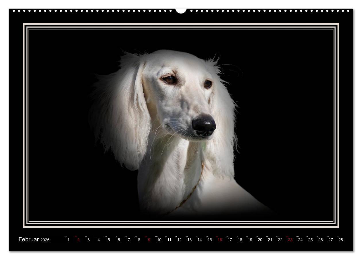 Bild: 9783383823886 | Saluki 2025 (Wandkalender 2025 DIN A2 quer), CALVENDO Monatskalender