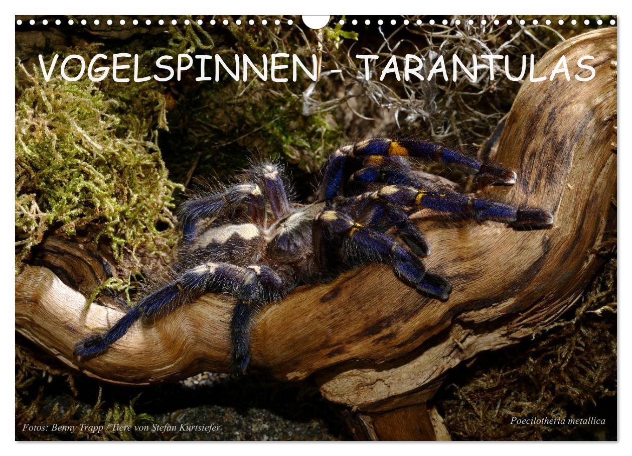 Cover: 9783675964853 | Vogelspinnen - Tarantulas (Wandkalender 2024 DIN A3 quer), CALVENDO...