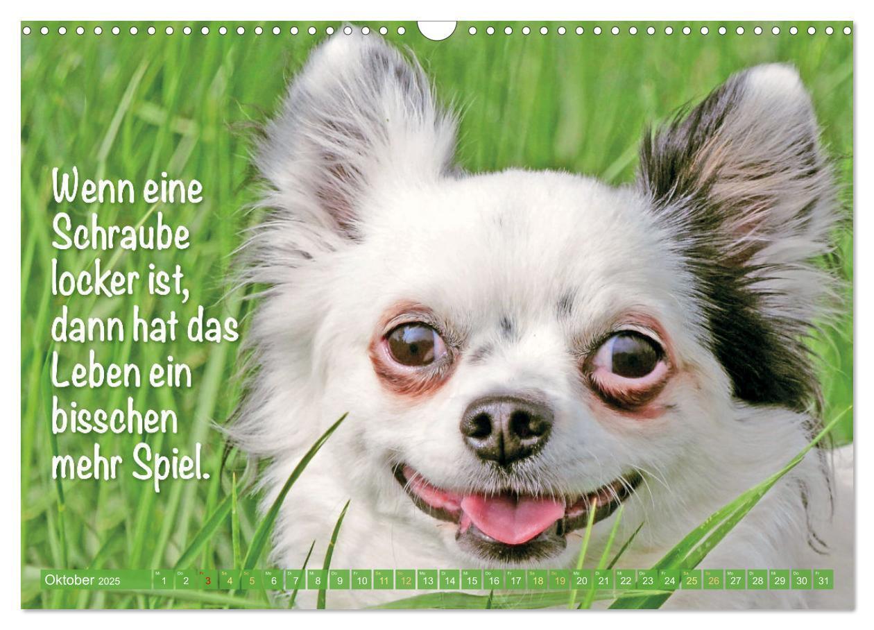 Bild: 9783457199817 | Chihuahua: Kleine Hunde, aber oho (Wandkalender 2025 DIN A3 quer),...